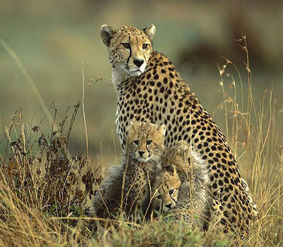 6 Days Tanzania Safari